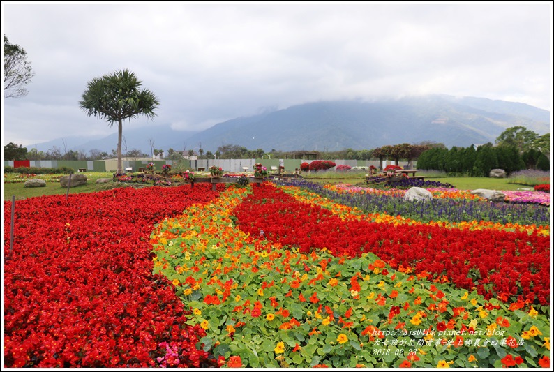 池上鄉農會四季花海-2018-02-27.jpg