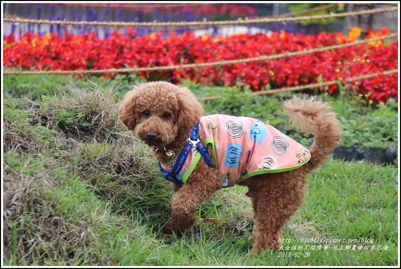 池上鄉農會四季花海-2018-02-30.jpg