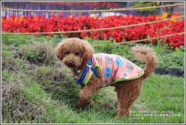 池上鄉農會四季花海-2018-02-30.jpg