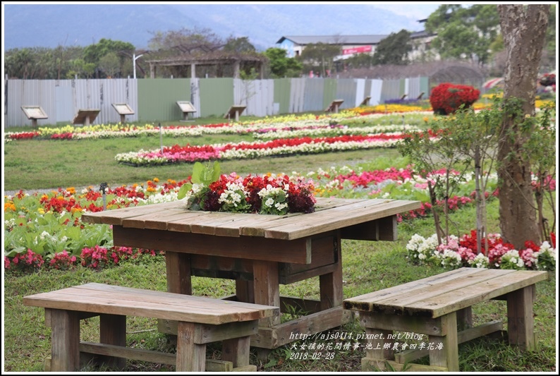 池上鄉農會四季花海-2018-02-31.jpg