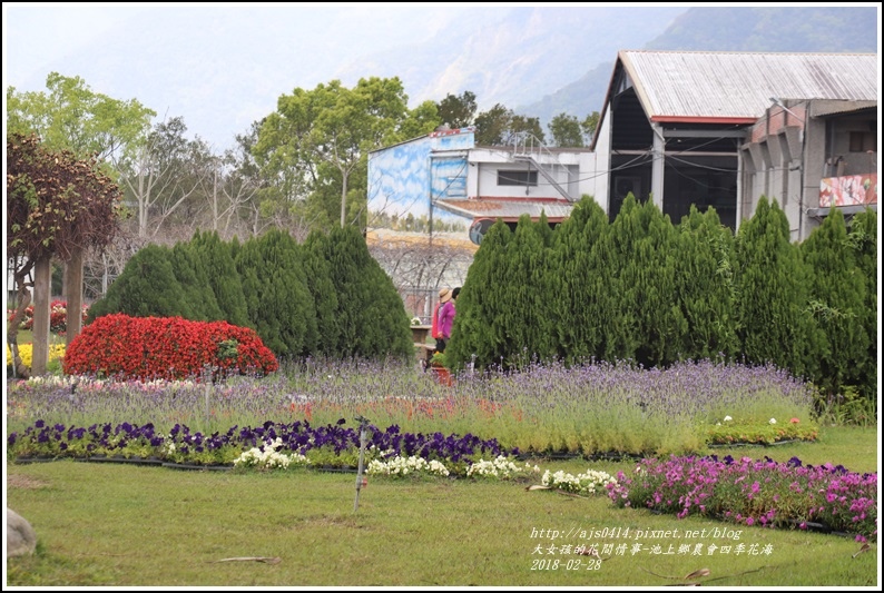 池上鄉農會四季花海-2018-02-32.jpg