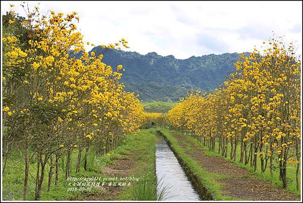 富源國中旁黃花風鈴木-2018-03-60.jpg