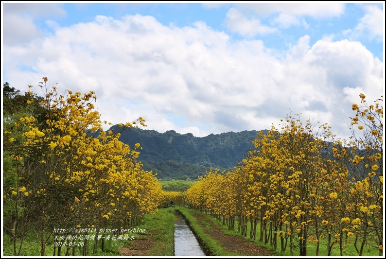 富源國中旁黃花風鈴木-2018-03-62.jpg