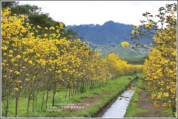 富源國中旁黃花風鈴木-2018-03-65.jpg