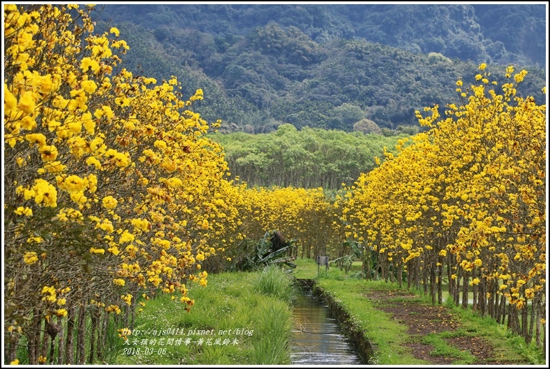 富源國中旁黃花風鈴木-2018-03-63.jpg