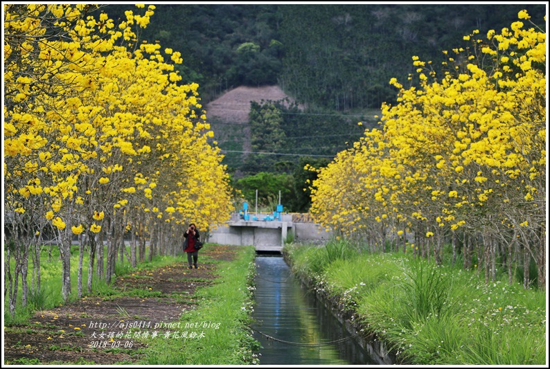 富源國中旁黃花風鈴木-2018-03-68.jpg