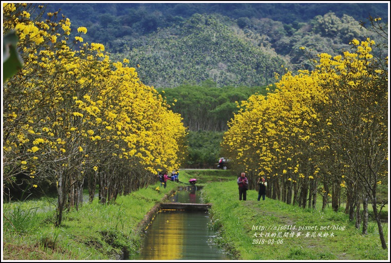 富源國中旁黃花風鈴木-2018-03-69.jpg