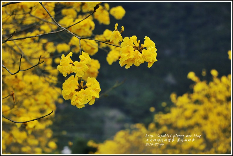 富源國中旁黃花風鈴木-2018-03-70.jpg