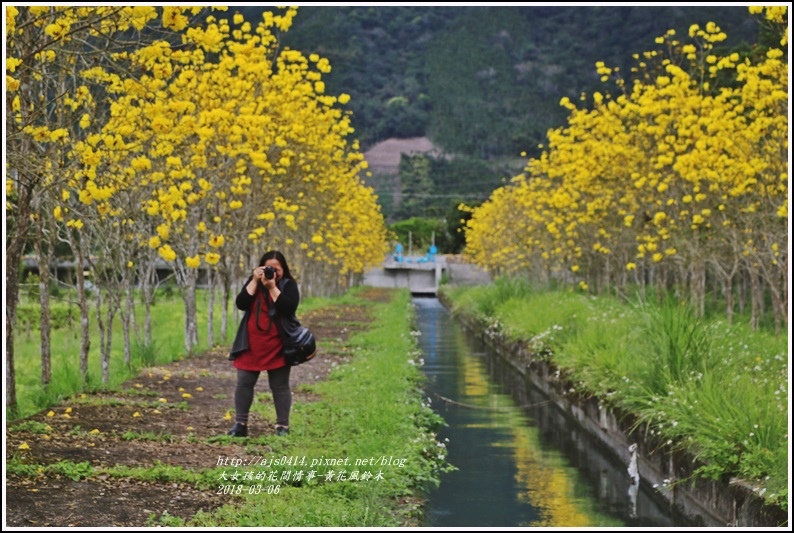 富源國中旁黃花風鈴木-2018-03-71.jpg