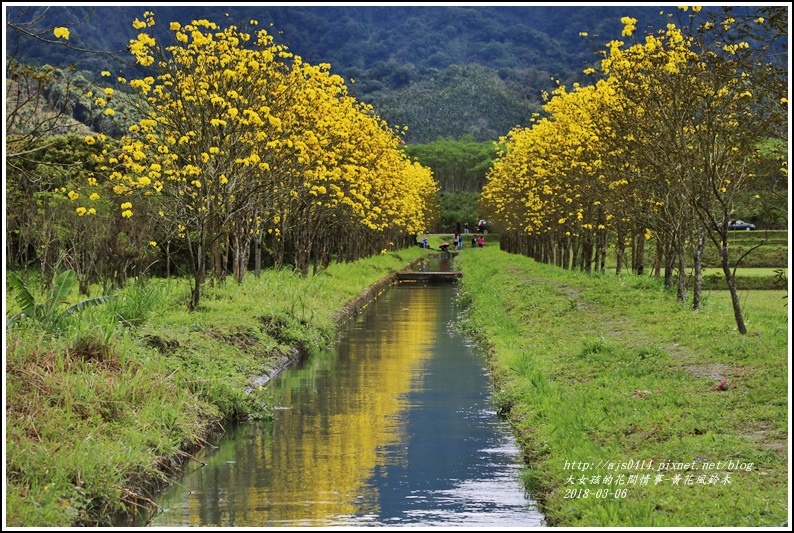 富源國中旁黃花風鈴木-2018-03-72.jpg