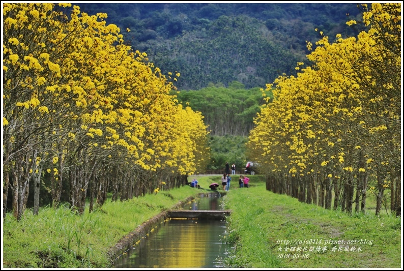 富源國中旁黃花風鈴木-2018-03-73.jpg