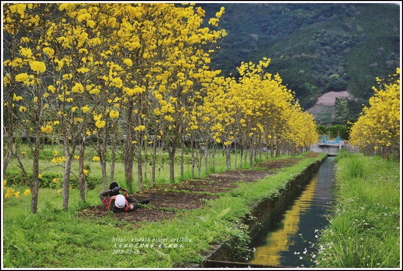 富源國中旁黃花風鈴木-2018-03-77.jpg