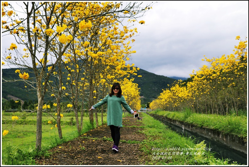 富源國中旁黃花風鈴木-2018-03-81.jpg