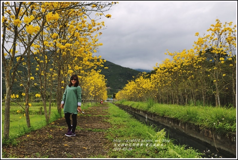 富源國中旁黃花風鈴木-2018-03-82.jpg