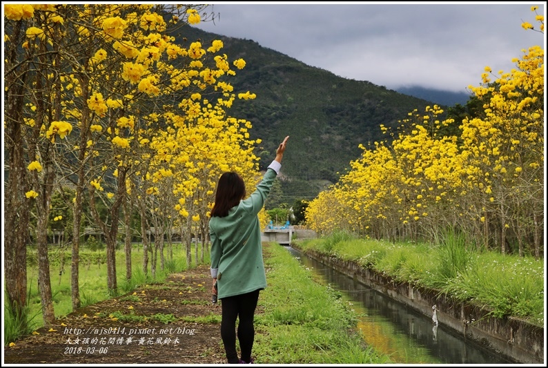 富源國中旁黃花風鈴木-2018-03-85.jpg