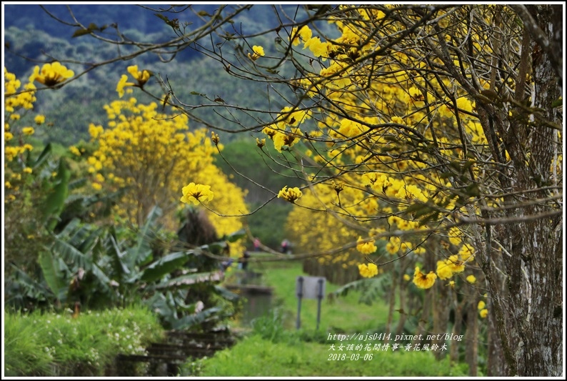 富源國中旁黃花風鈴木-2018-03-87.jpg