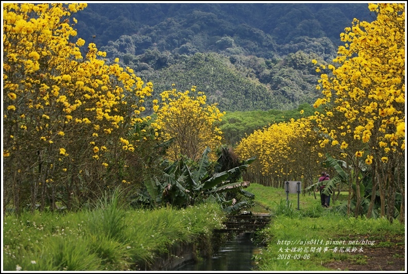 富源國中旁黃花風鈴木-2018-03-88.jpg