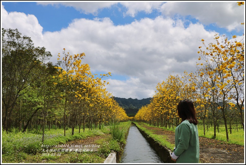 富源國中旁黃花風鈴木-2018-03-90.jpg