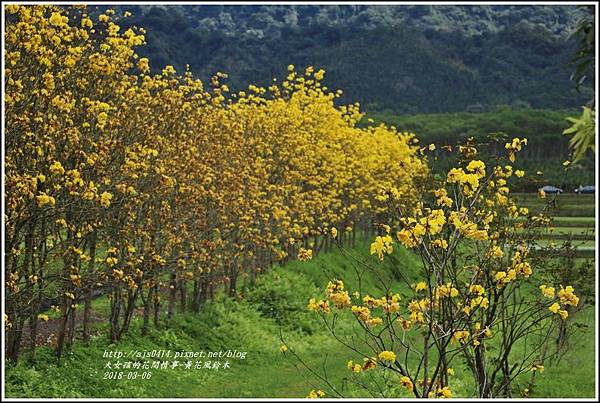 富源國中旁黃花風鈴木-2018-03-91.jpg