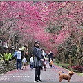 九族文化村櫻花季-2018-02-38.jpg