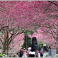九族文化村櫻花季-2018-02-72.jpg