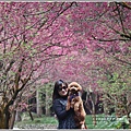 九族文化村櫻花季-2018-02-78.jpg