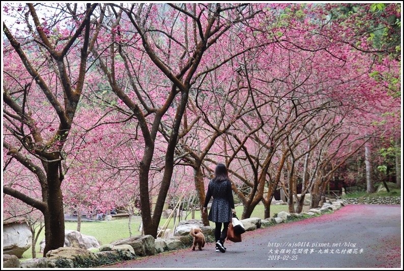 九族文化村櫻花季-2018-02-83.jpg