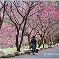 九族文化村櫻花季-2018-02-83.jpg