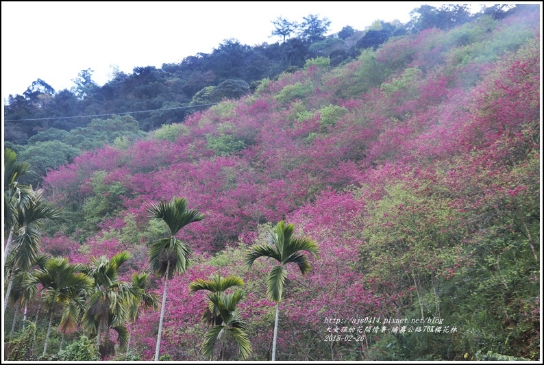 埔霧公路70K櫻花林-2018-02-05.jpg