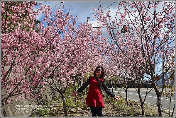 埔霧公路(清境路段)富士櫻-2018-02-06.jpg
