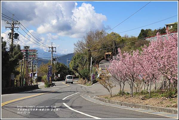 埔霧公路(清境路段)富士櫻-2018-02-18.jpg