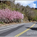 埔霧公路(清境路段)富士櫻-2018-02-17.jpg