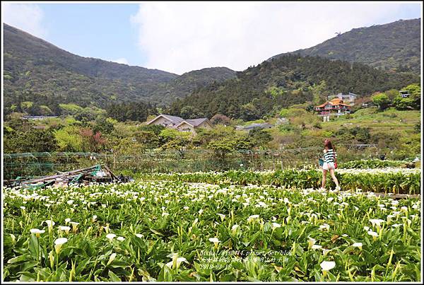 陽明山竹子湖-2018-03-25.jpg