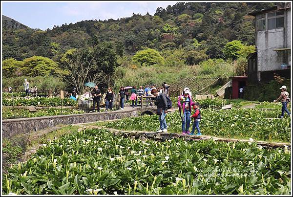 陽明山竹子湖-2018-03-43.jpg
