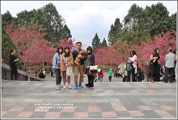 九族文化村櫻花季-2018-02-156.png