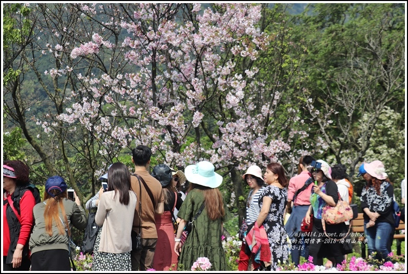 陽明山櫻花季-2018-03-07.jpg