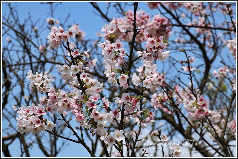 陽明山櫻花季-2018-03-06.jpg