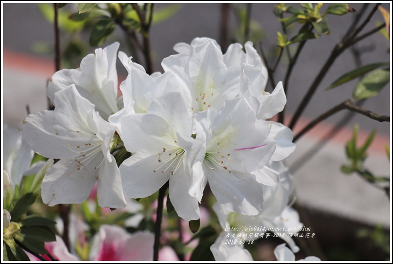 陽明山櫻花季-2018-03-10.jpg