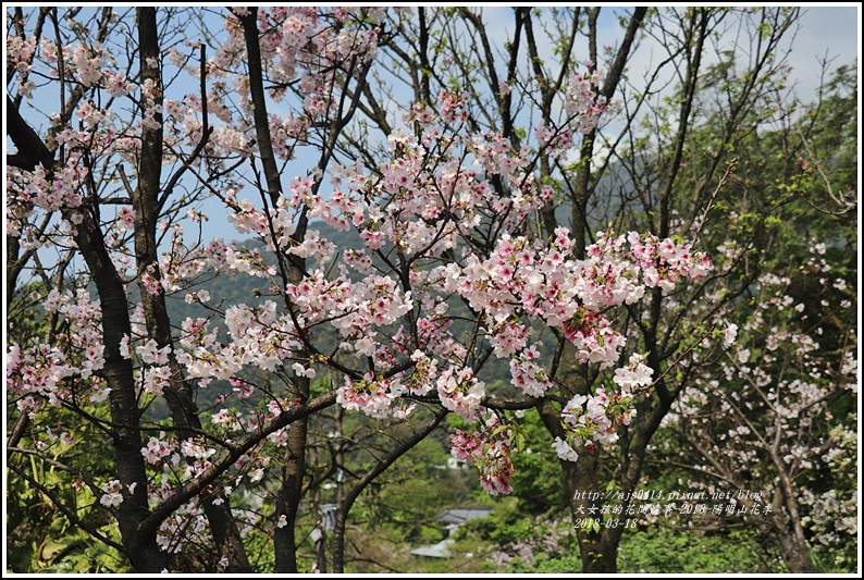 陽明山櫻花季-2018-03-12.jpg