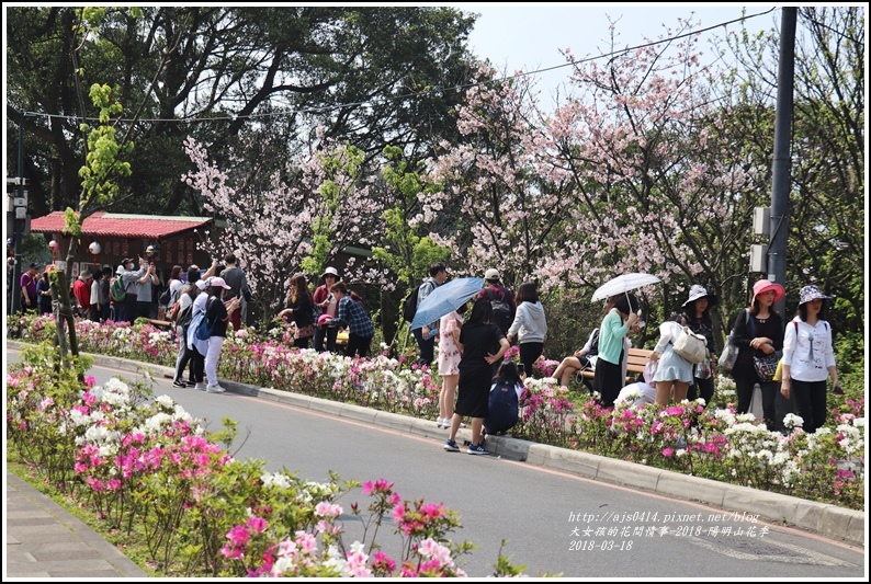 陽明山櫻花季-2018-03-15.jpg