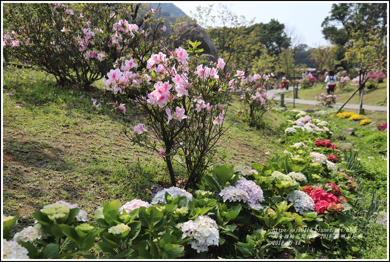 陽明山櫻花季-2018-03-17.jpg