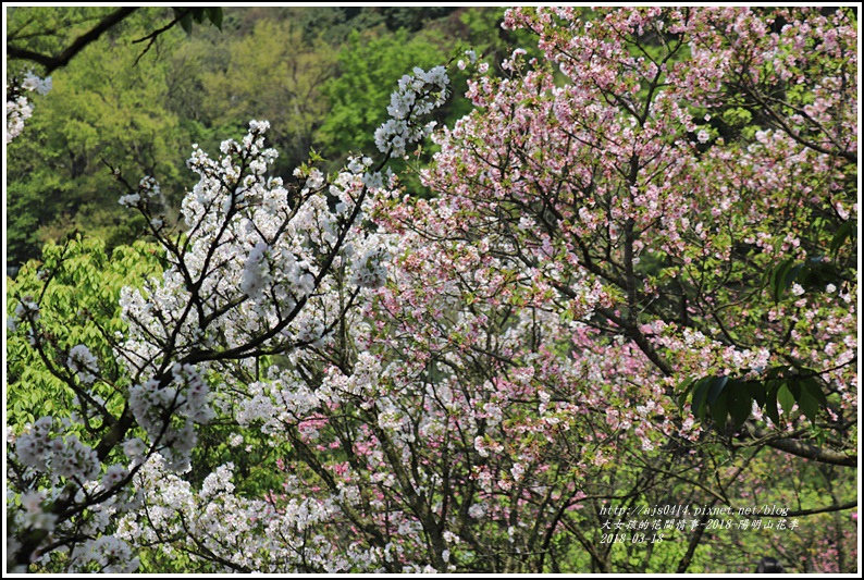 陽明山櫻花季-2018-03-26.jpg