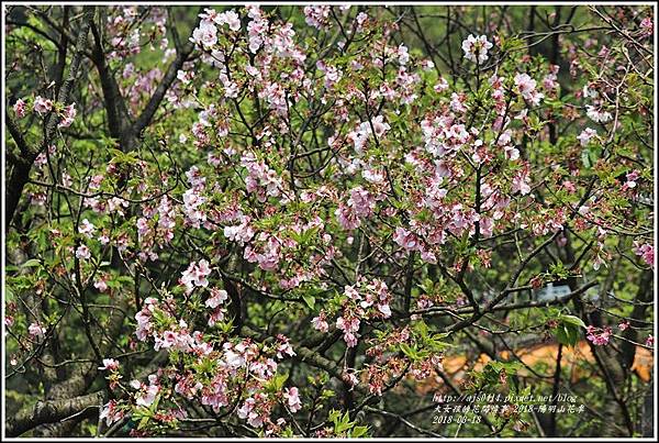 陽明山櫻花季-2018-03-25.jpg