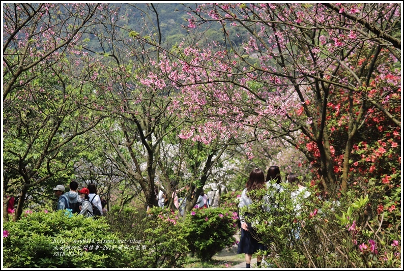 陽明山櫻花季-2018-03-29.jpg