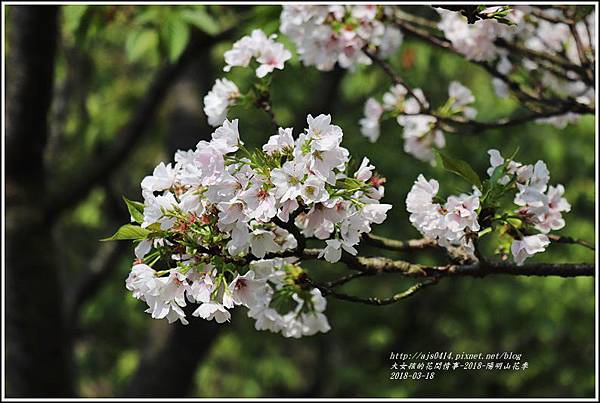 陽明山櫻花季-2018-03-28.jpg