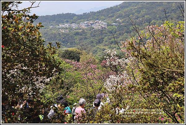 陽明山櫻花季-2018-03-31.jpg