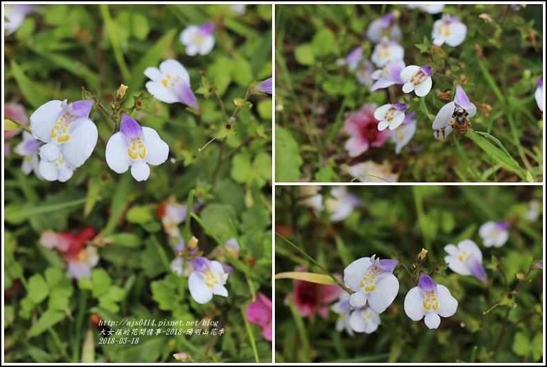 陽明山櫻花季-2018-03-35.jpg