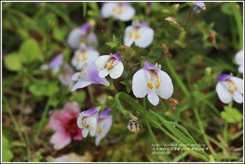 陽明山櫻花季-2018-03-34.jpg