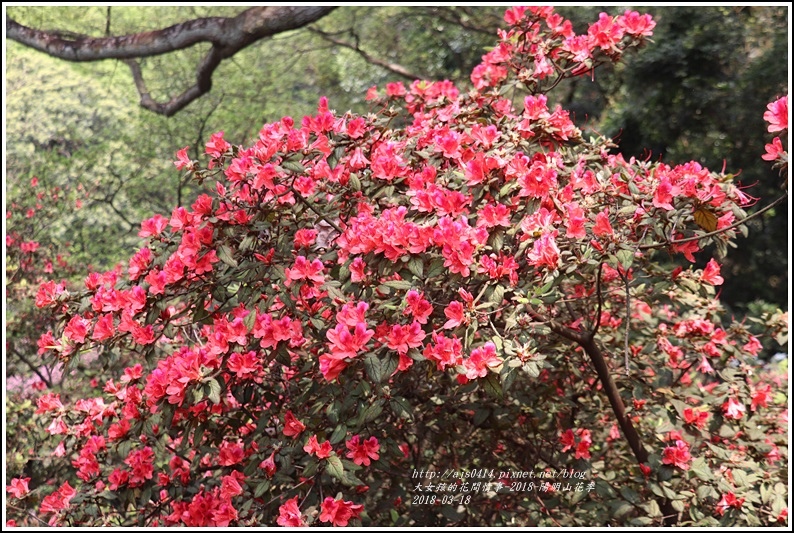 陽明山櫻花季-2018-03-40.jpg