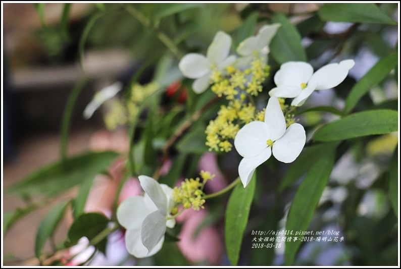 陽明山櫻花季-2018-03-44.jpg